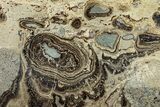 Devonian Stromatolite Slab - Orkney, Scotland #289666-1